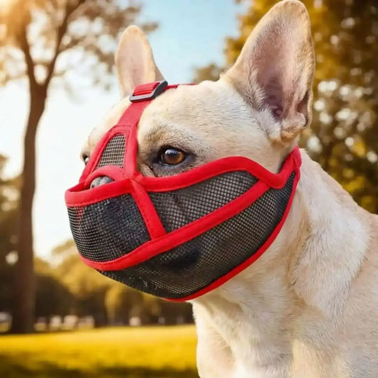 Un bouledogue avec une muselière pour bouledogue français rouge dans un parc.