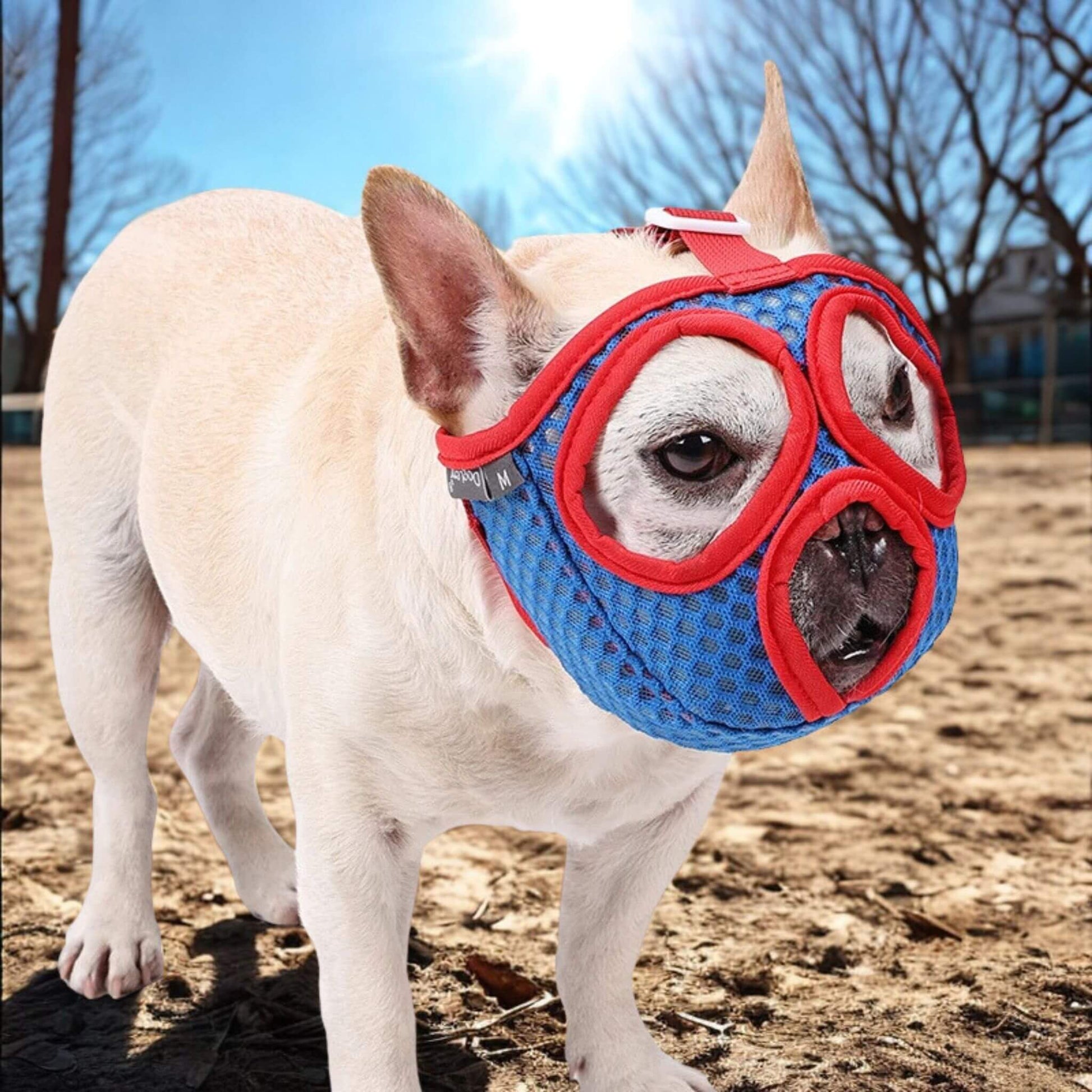 Un bouledogue français blanc dans un parc par un jour ensoleillé avec une muselière  