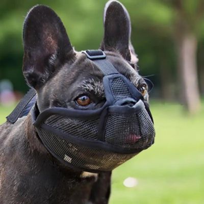 museliere pour bouledogue francais noir regard fixe