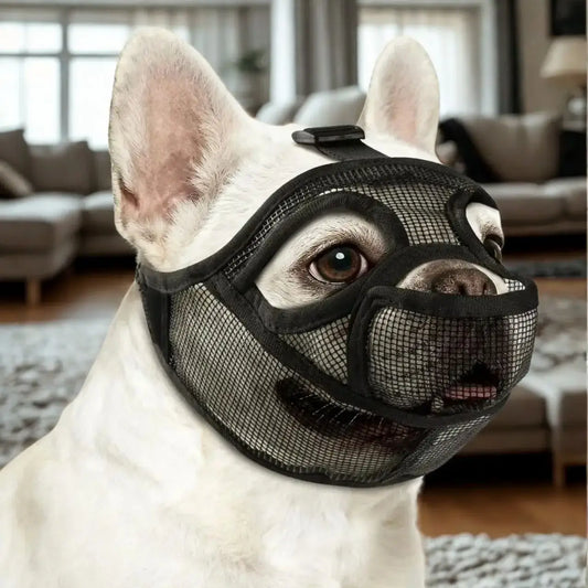 Un bouledogue français avec une museliere pour bouledogue noire.