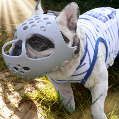 museliere pour chien bouledogue francais avec museliere- gris