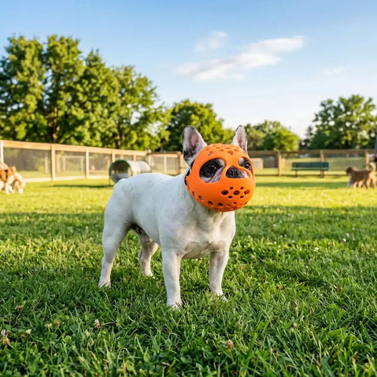 Un bouledogue français dans un parc à chiens avec une muselière pour bouledogue français orange.
