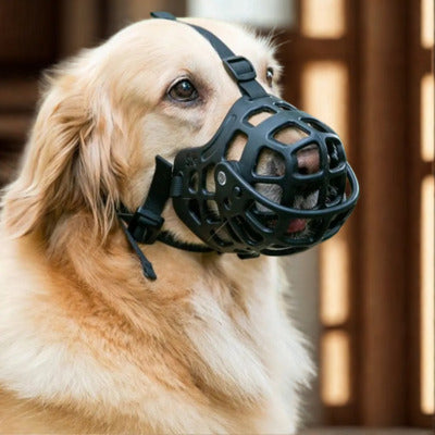 museliere pour chien golden retriever avec museliere noir
