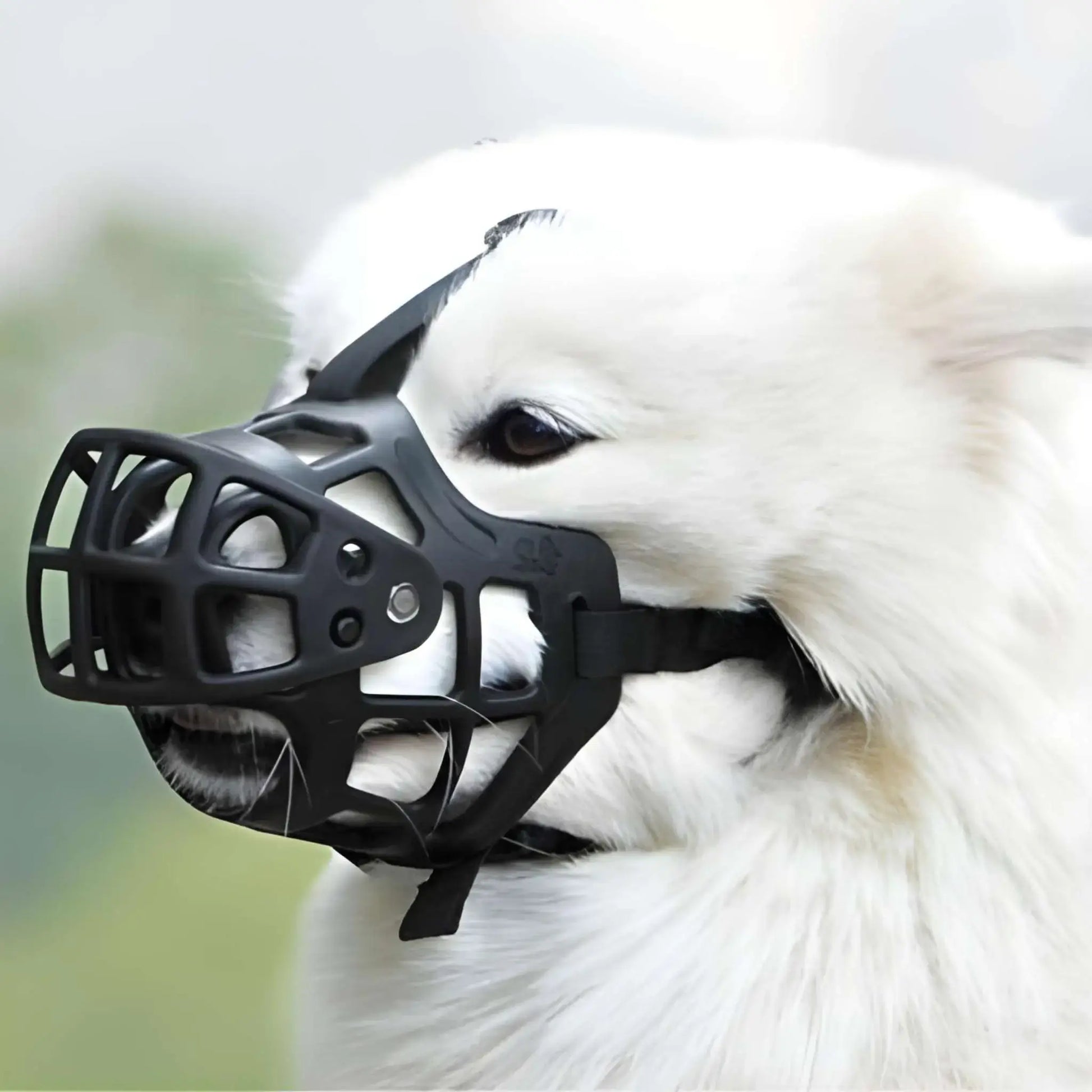 Un chien blanc avec une muselière pour chien noire.