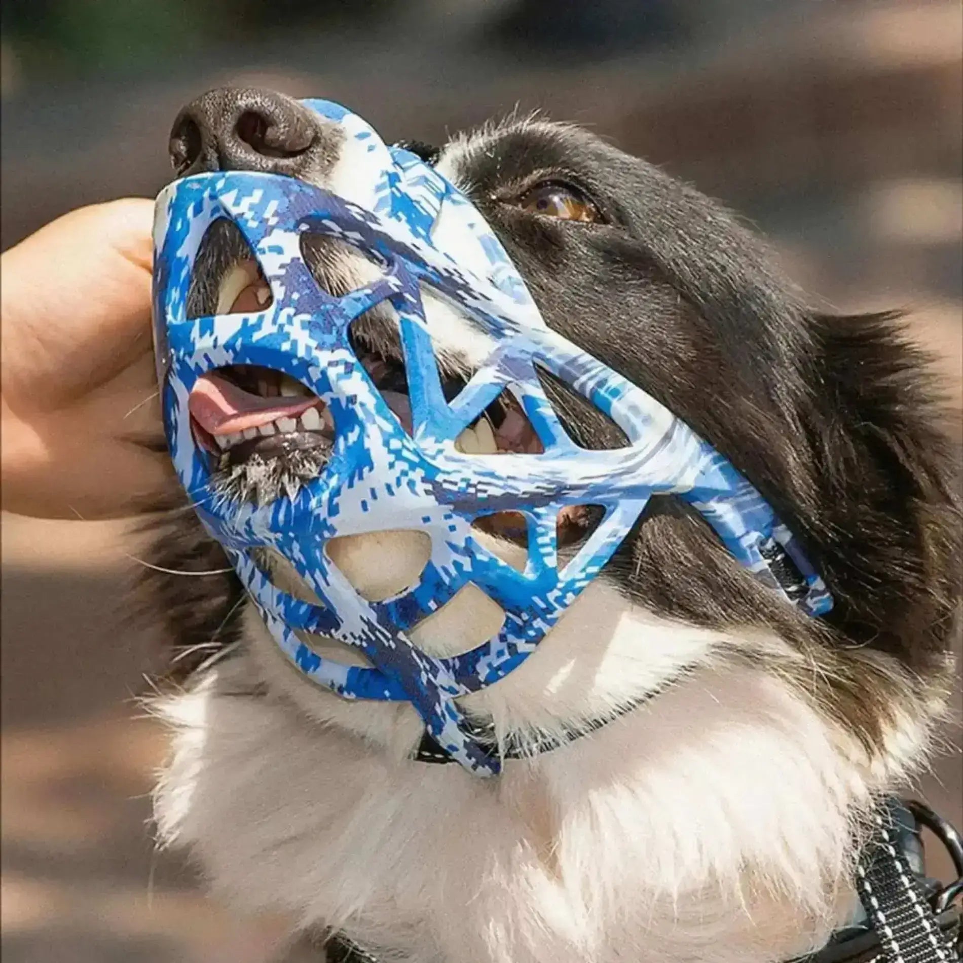 Un border collie avec une muselière pour chien de couleur bleue.