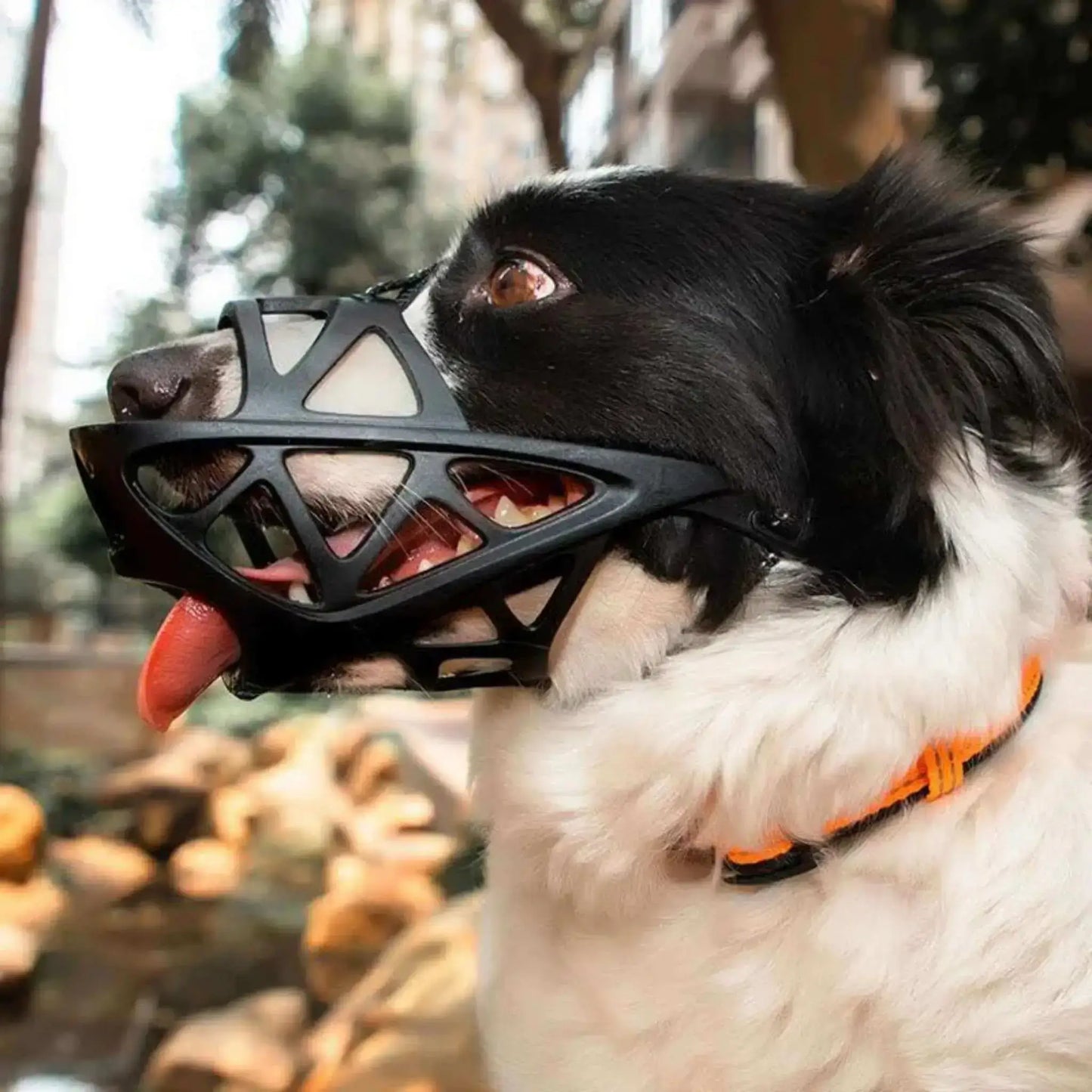 Un border collie avec une muselière pour chien noir.