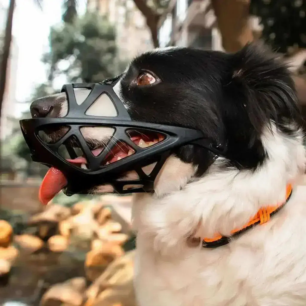 Un border collie avec une muselière pour chien noir.