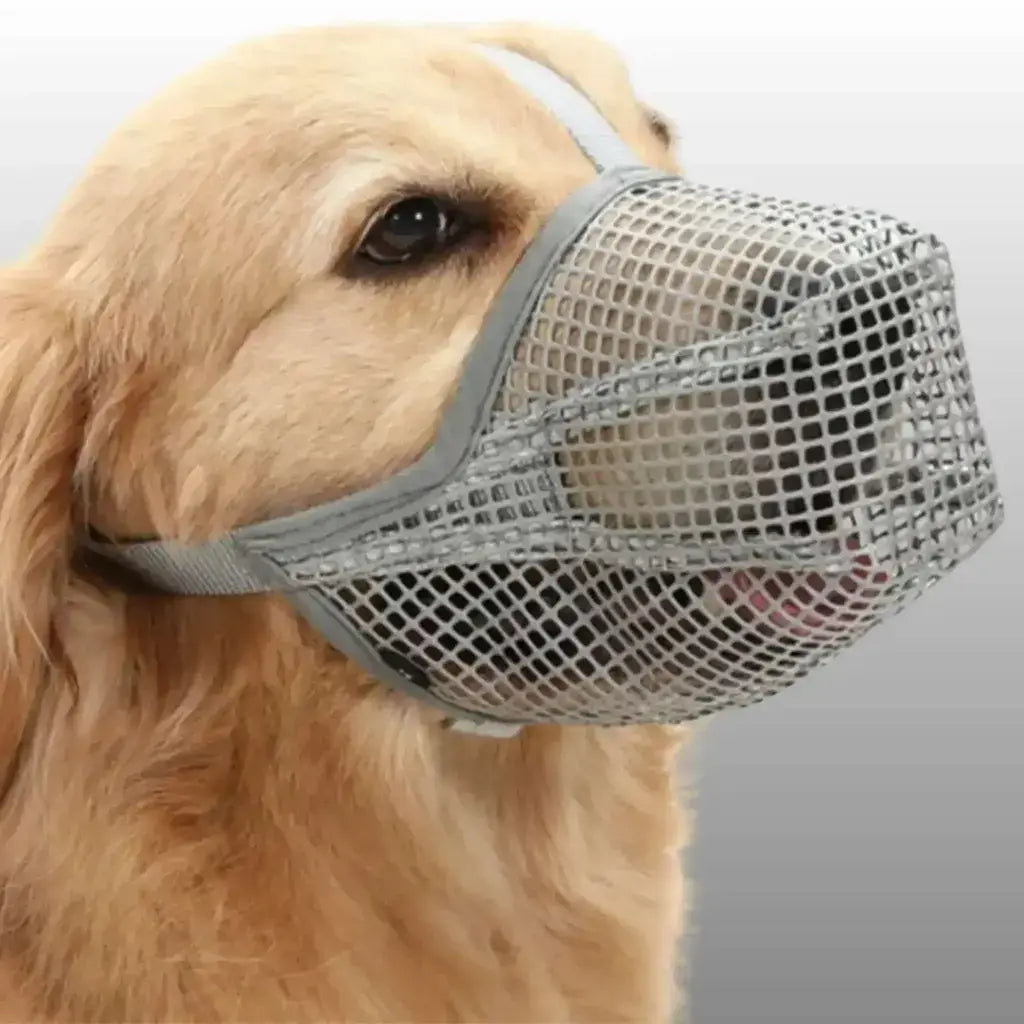 Un golden retriever avec une muselière de couleur grise.