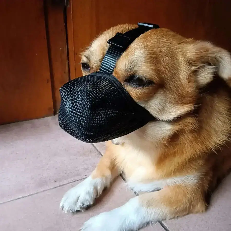 Un chihuahua avec une muselière noire.