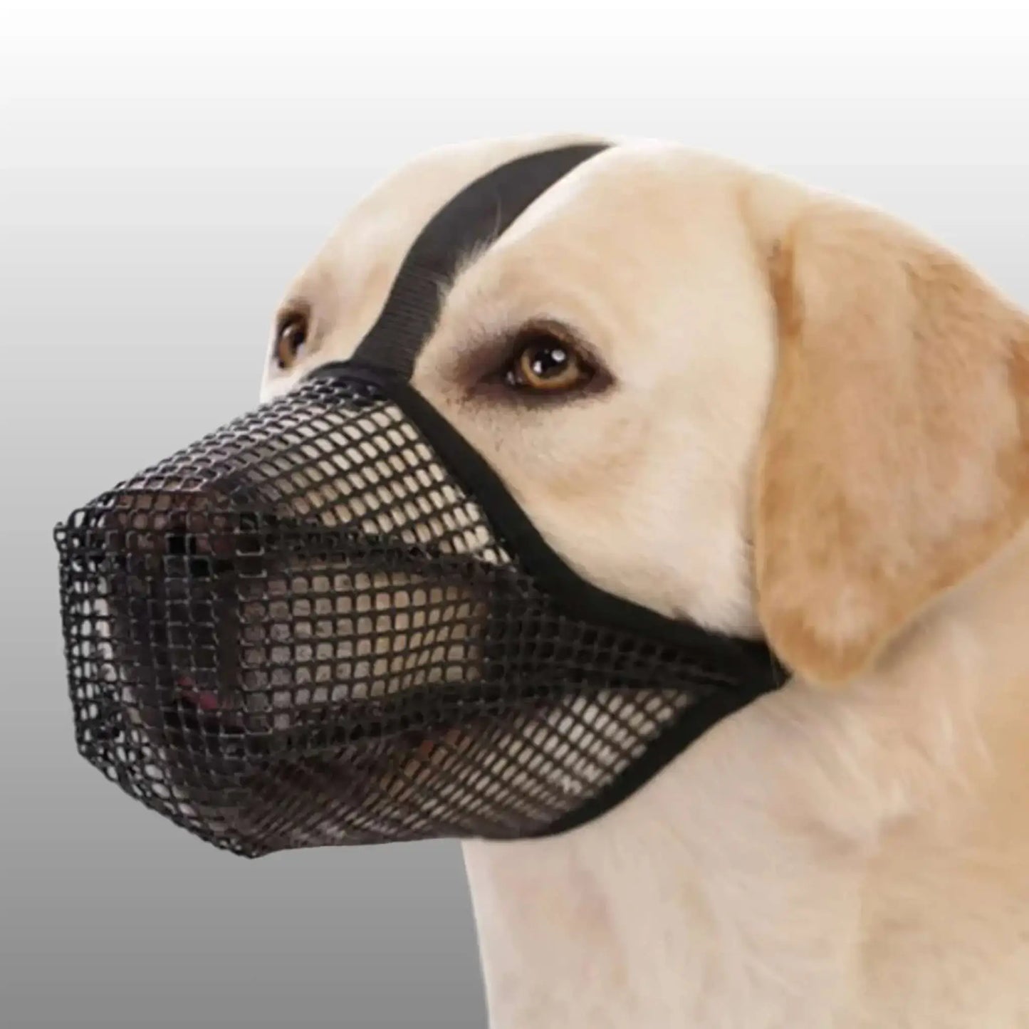Un labrador avec une muselière noire.