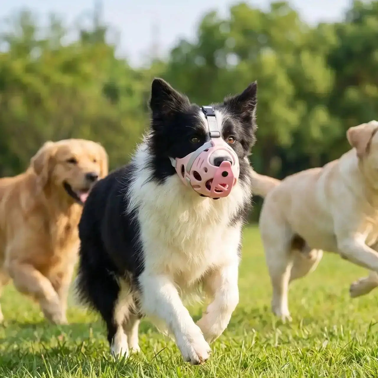 Un border collie qui joue avec d'autres chiens porte une muselière pour chien anti-morsure rose.