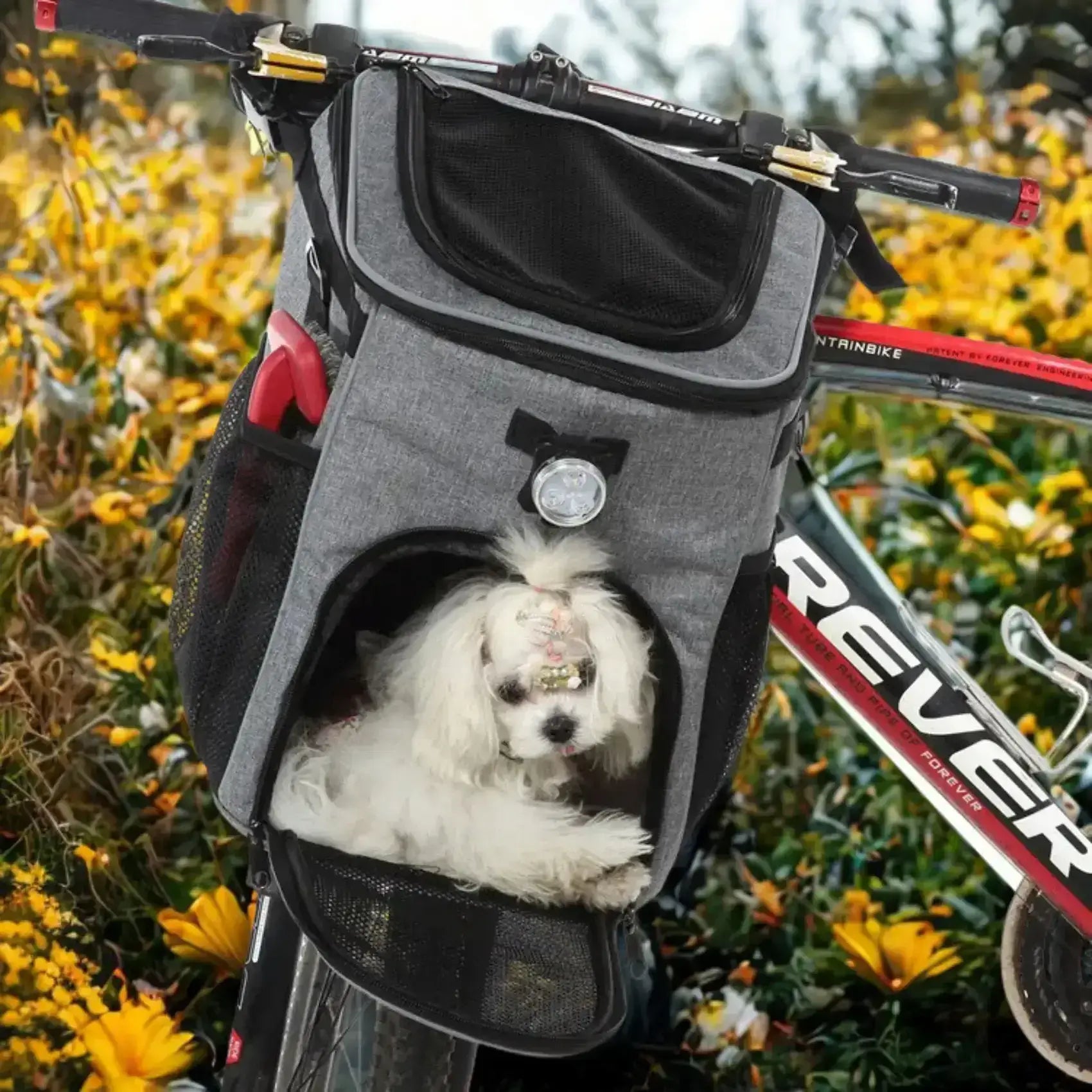 Un bichon maltais dans un panier pour chien de vélo gris.