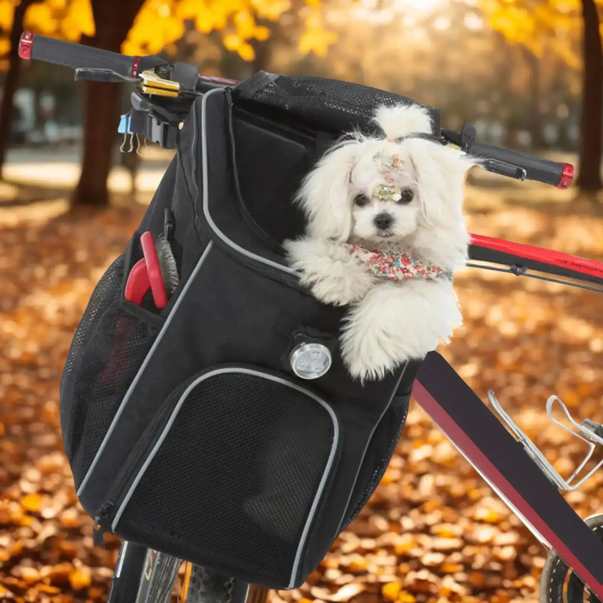 Un bichon maltais assis dans un panier pour chien de vélo noir.