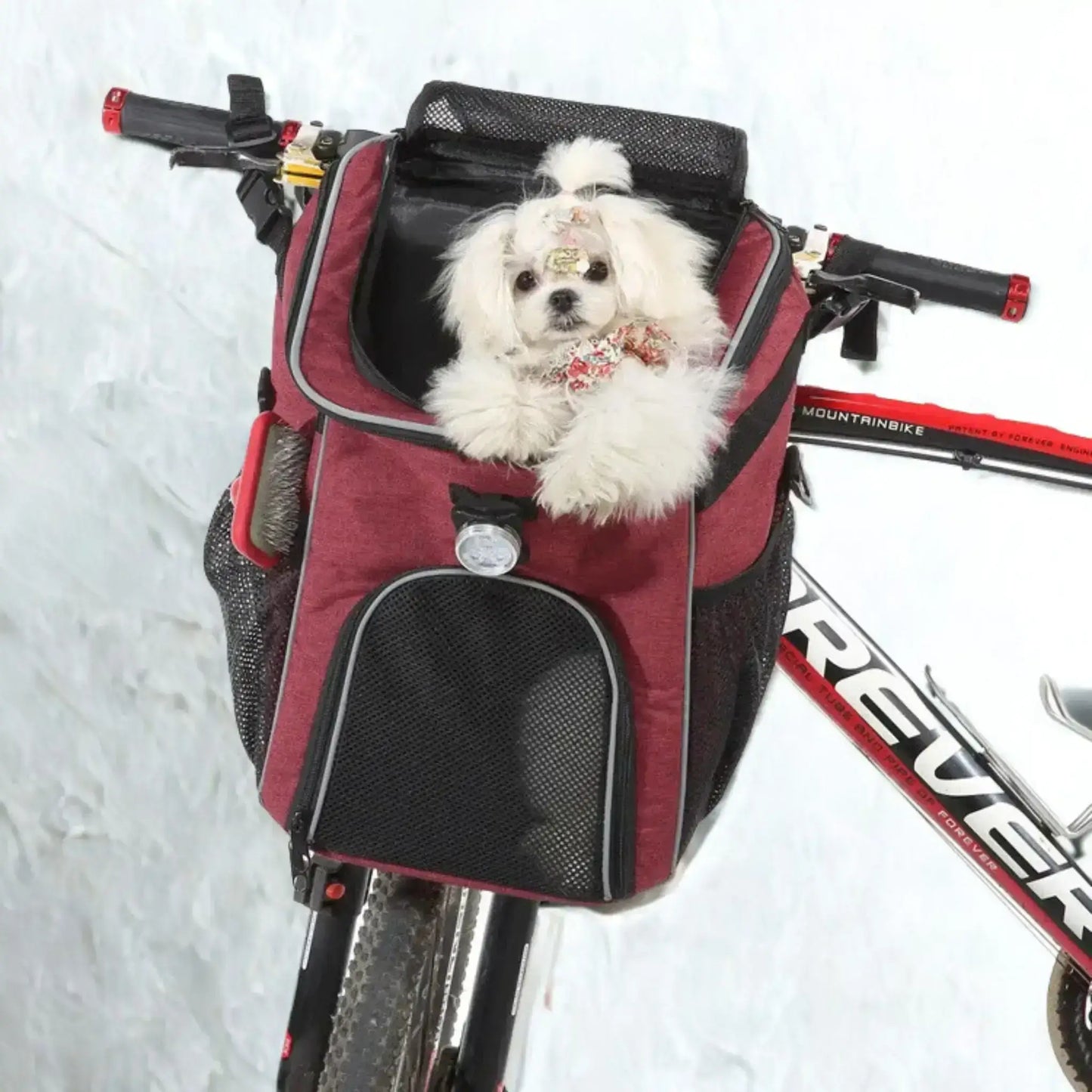 Un bichon maltais assis dans un panier pour chien de vélo rouge.
