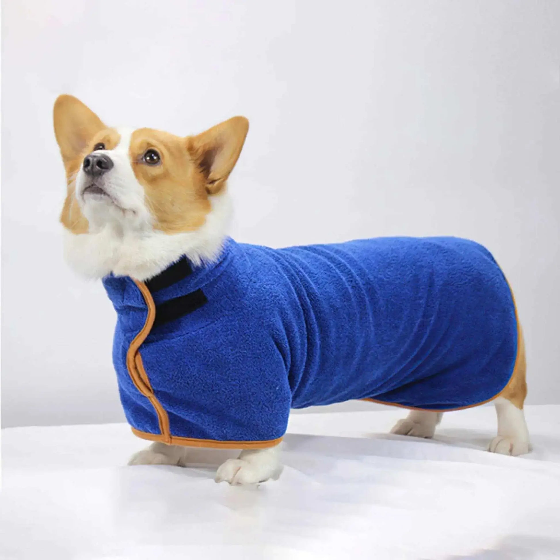Un corgi vetu d'un peinoir pour chien bleu.