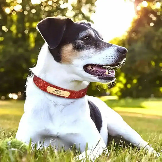 Un jack russell avec un collier de personnalisation pour chien de couleur rouge.