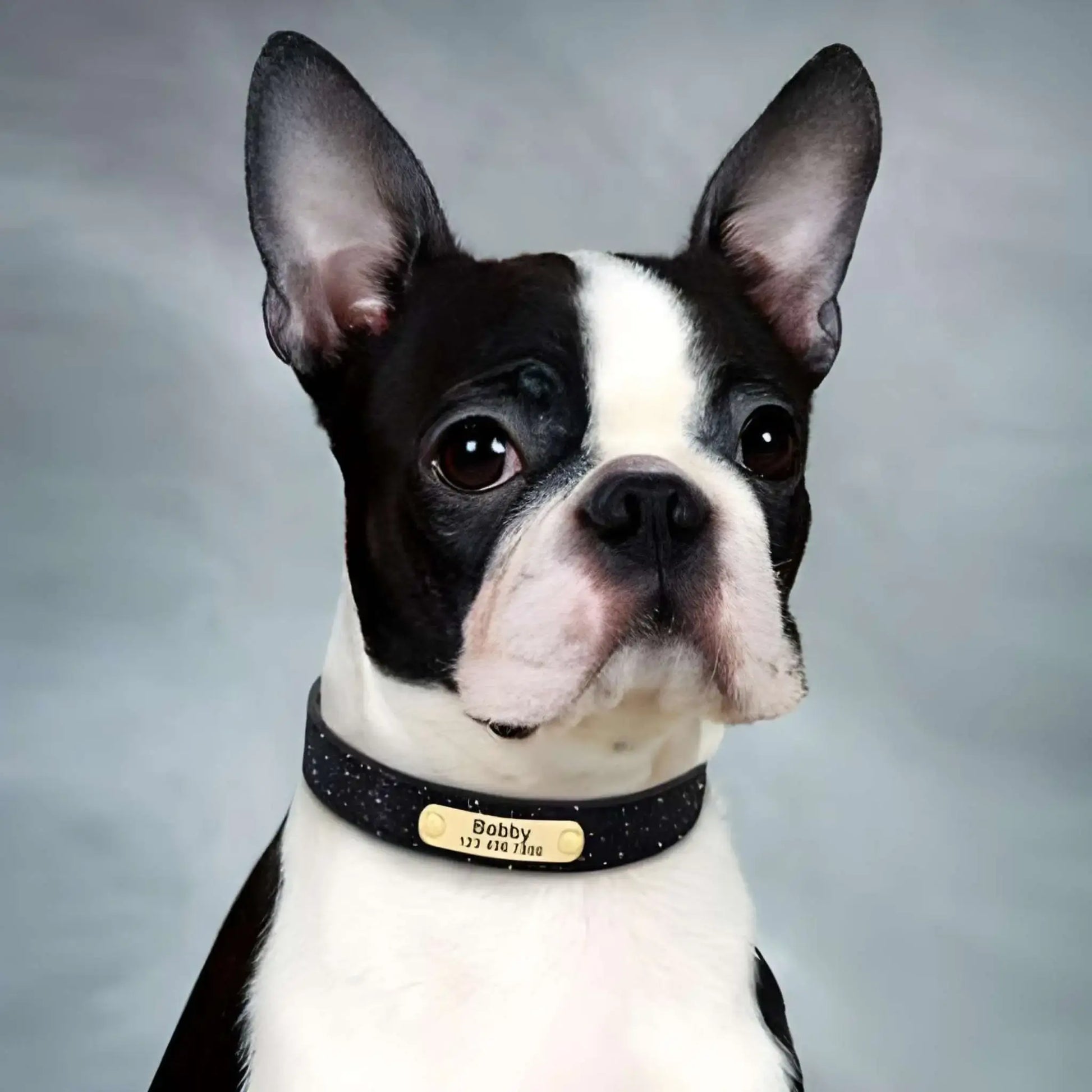 Personnalisation de collier pour chien, un Boston terrier avec le collier noir.