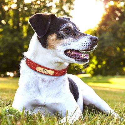 personnalisation collier chien jack russel avec collier rouge brillant