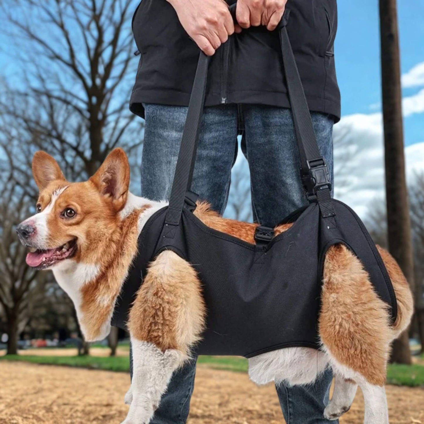 Dans un parc, un homme porte un chien corgi dans son sac. 