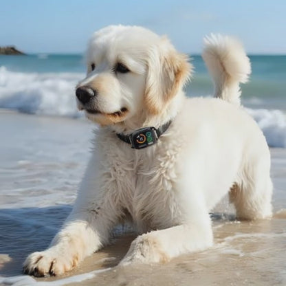 collier anti aboiement chien blanc plage joue eau