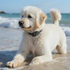 collier anti aboiement chien blanc plage joue eau
