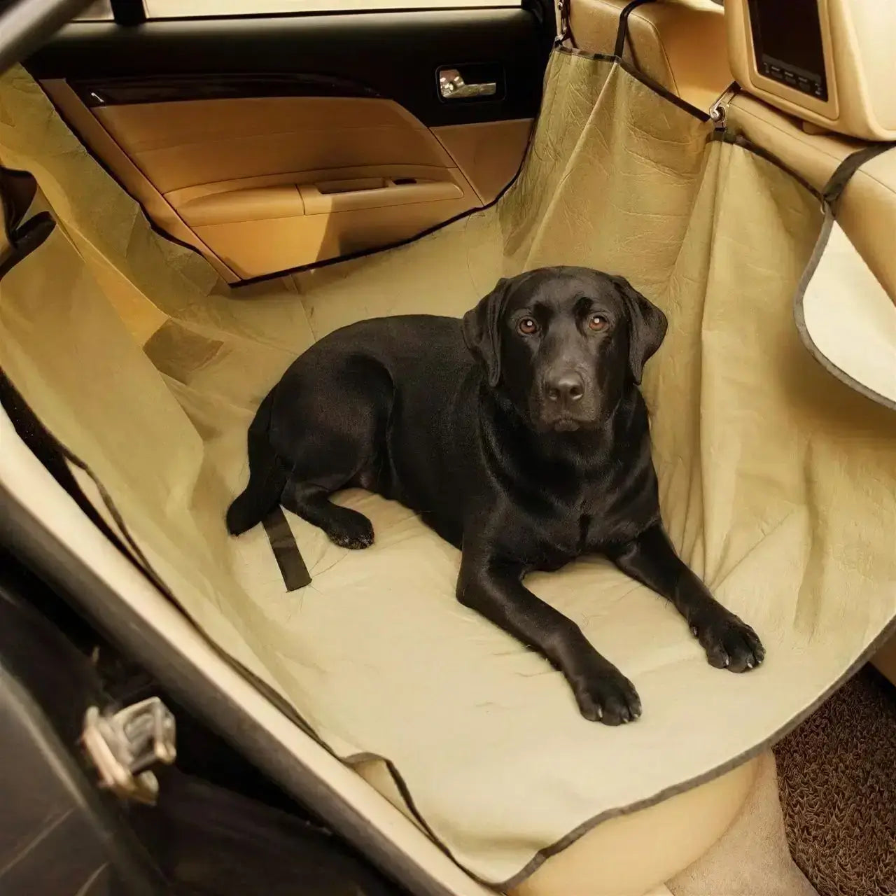 Un labrador allongé sur la protection du siège de voiture pour chien beige.