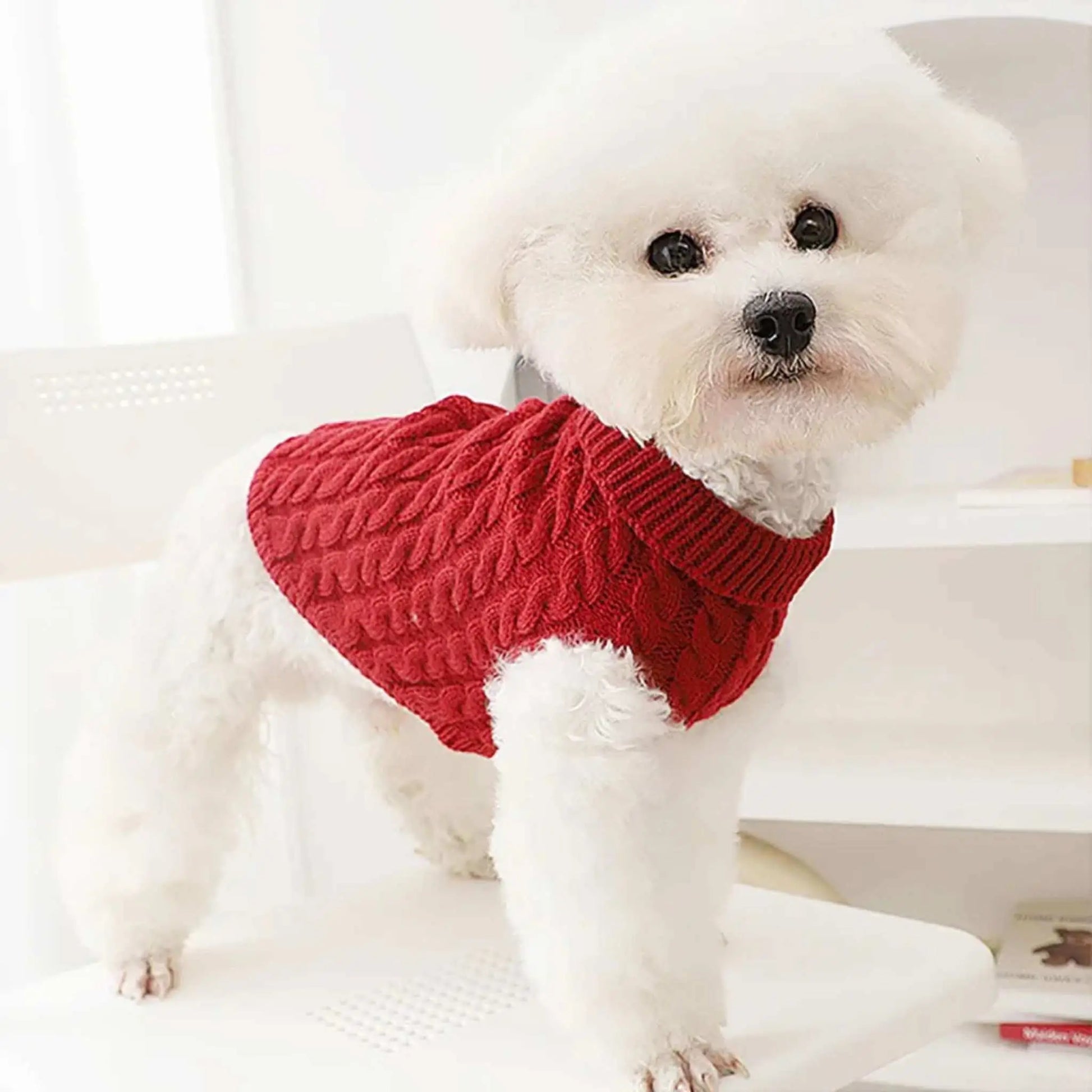 Un bichon frisé vêtu d'un pull pour chien rouge.