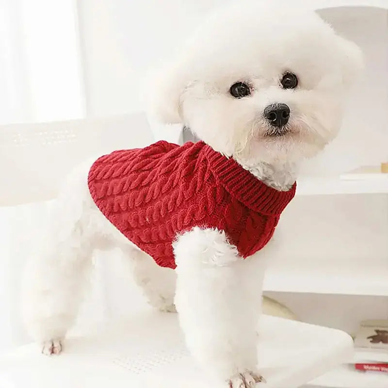 Un bichon frisé vêtu d'un pull pour chien rouge.