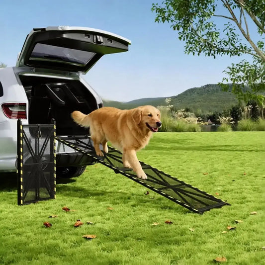 Un golden retriever descend de la rampe pour chien de voiture.