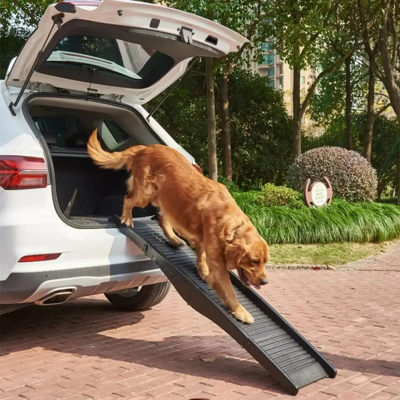 Un golden retriever descend de la voiture avec la rampe de voiture pour chien.
