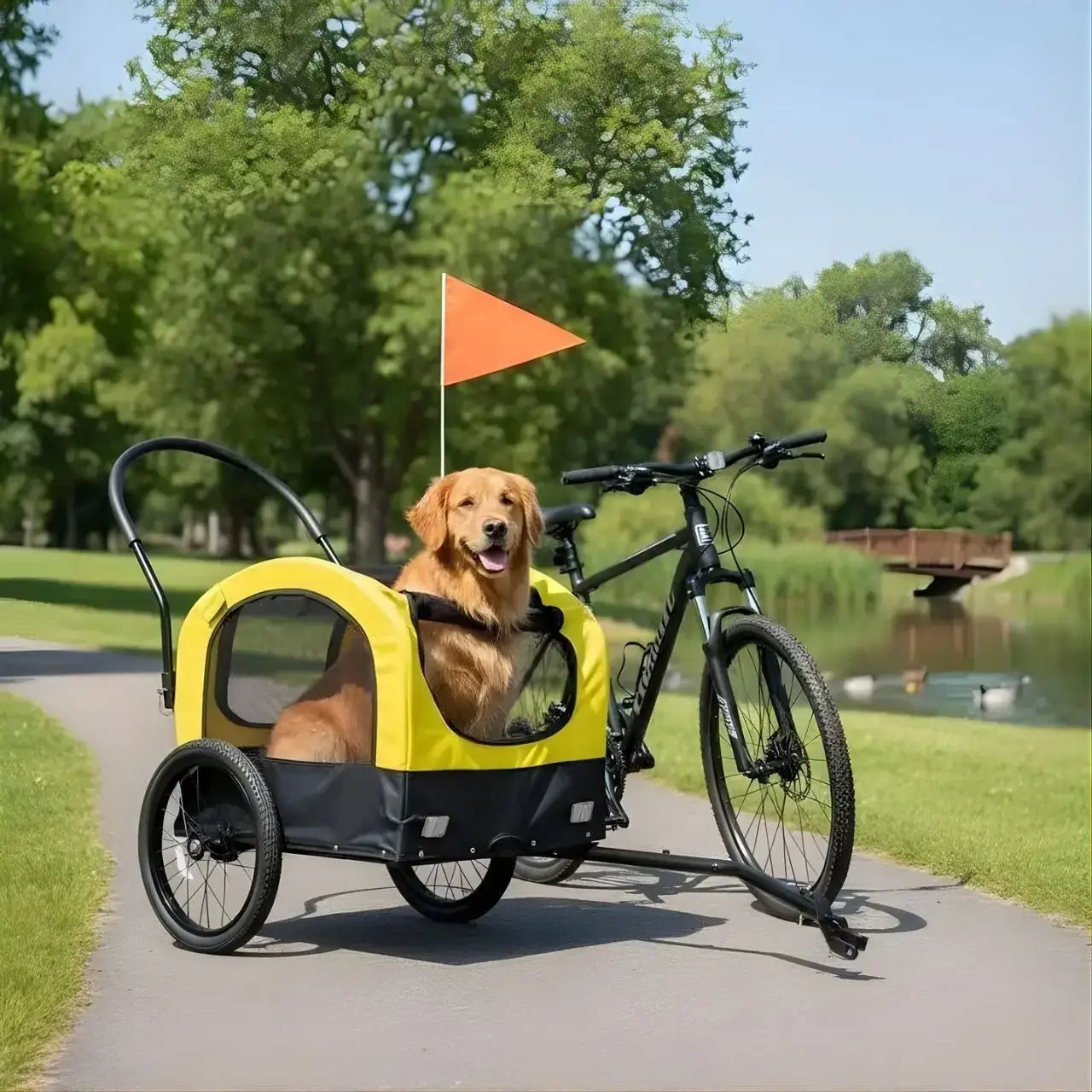 Un golden retriever dans la remorque pour chien de vélo sur une piste cyclable près de l'eau.