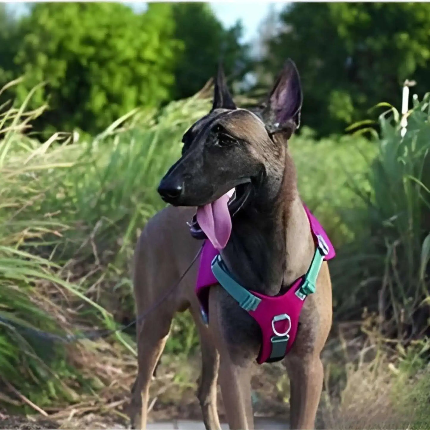Un malinois dans un champ porte le sac à dos pour chien avec harnais intégré de couleur violet.