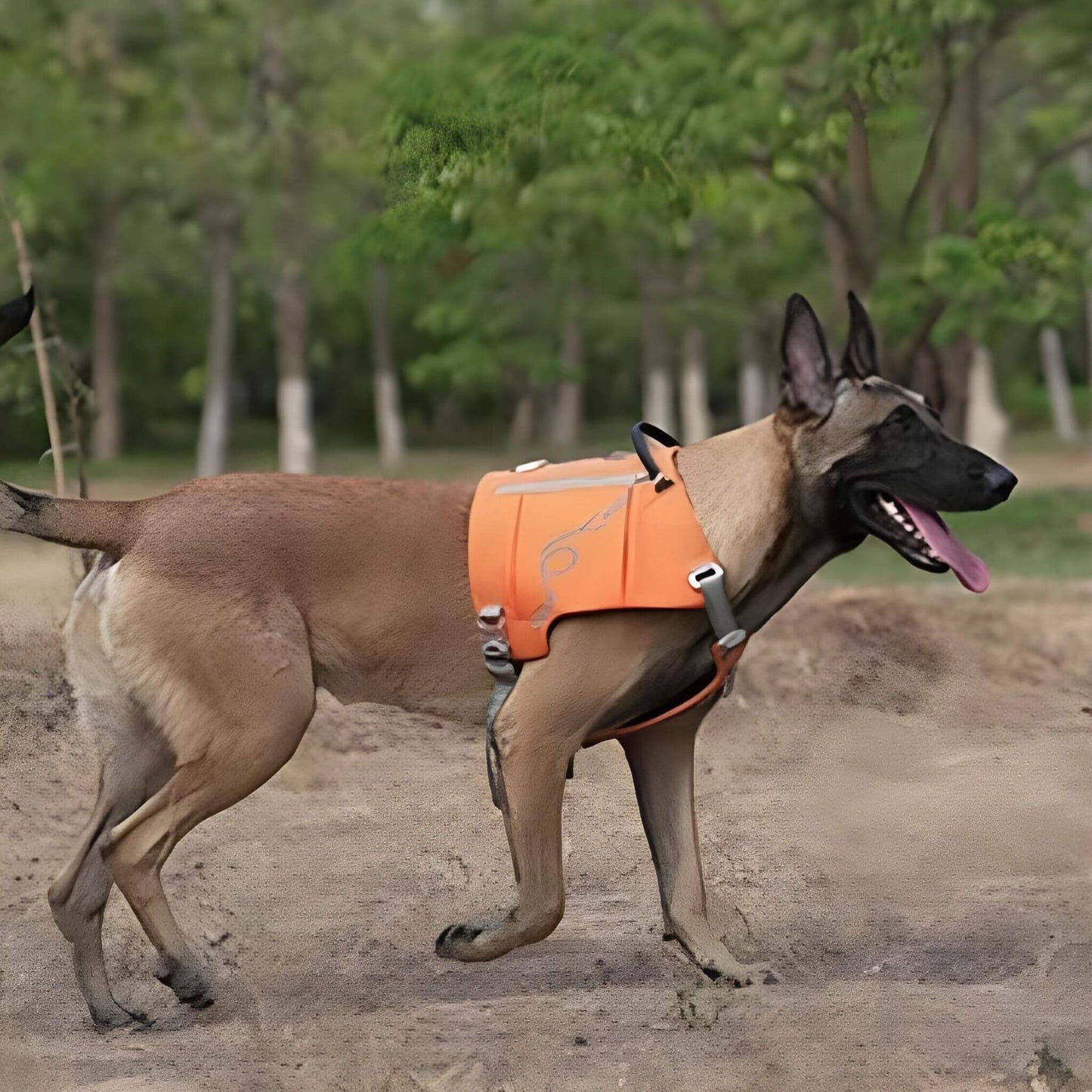Un malinois à l'extérieur avec sac à dos et harnais intégré de couleur orange 