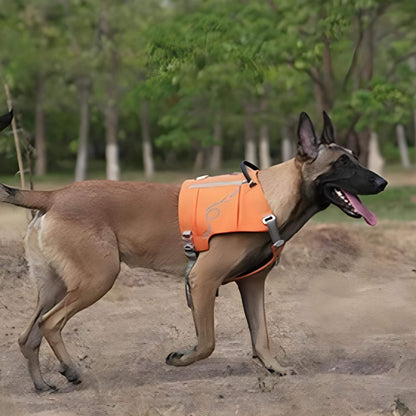 Un malinois à l'extérieur avec sac à dos et harnais intégré de couleur orange 