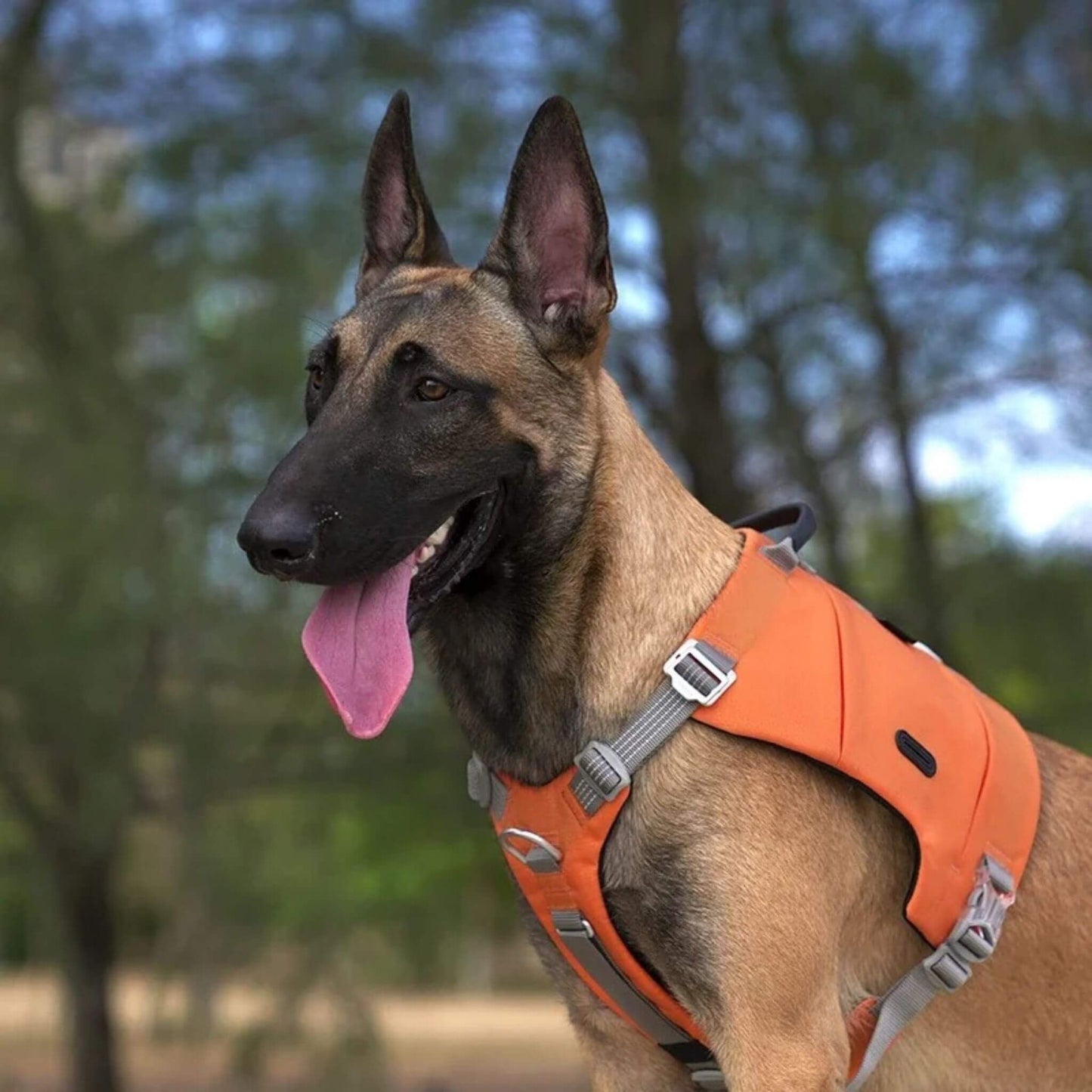 Un malinois à l'extérieur avec son sac a dos chien calme et attend le commandement.