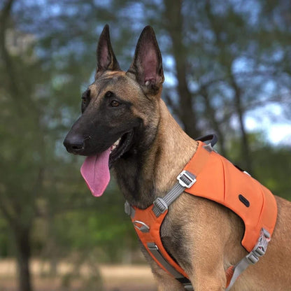 Un malinois à l'extérieur avec son sac a dos chien calme et attend le commandement.