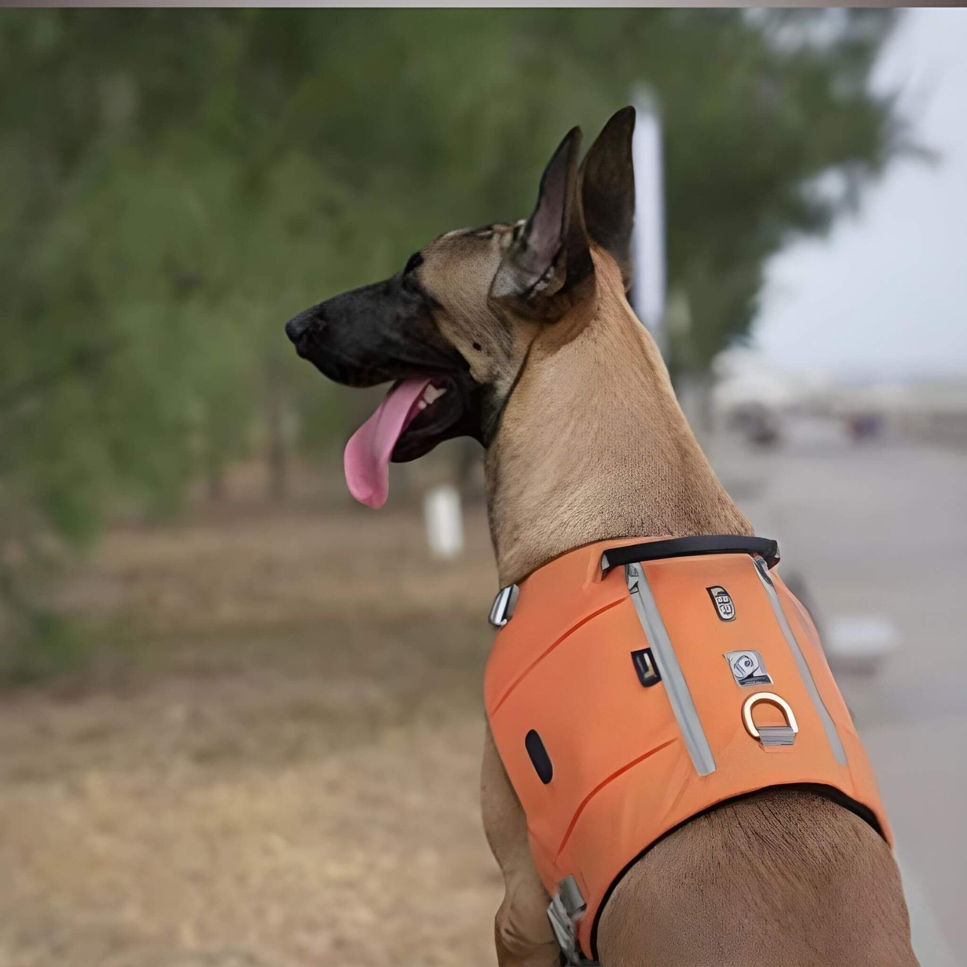 Malinois vu de dos avec son sac à dos chien avec harnais intégré de couleur orange 