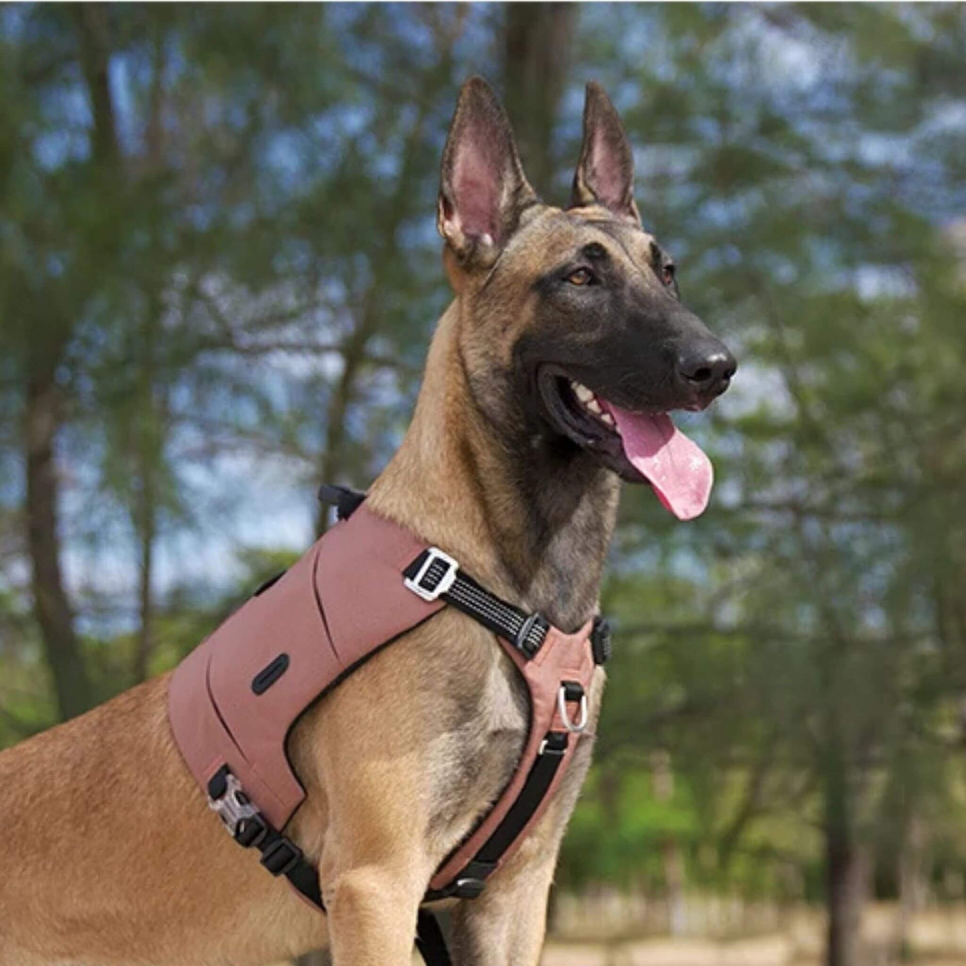 Un malinois à l'extérieur porte son sac Aàdos chien avec harnais intégré de couleur brun