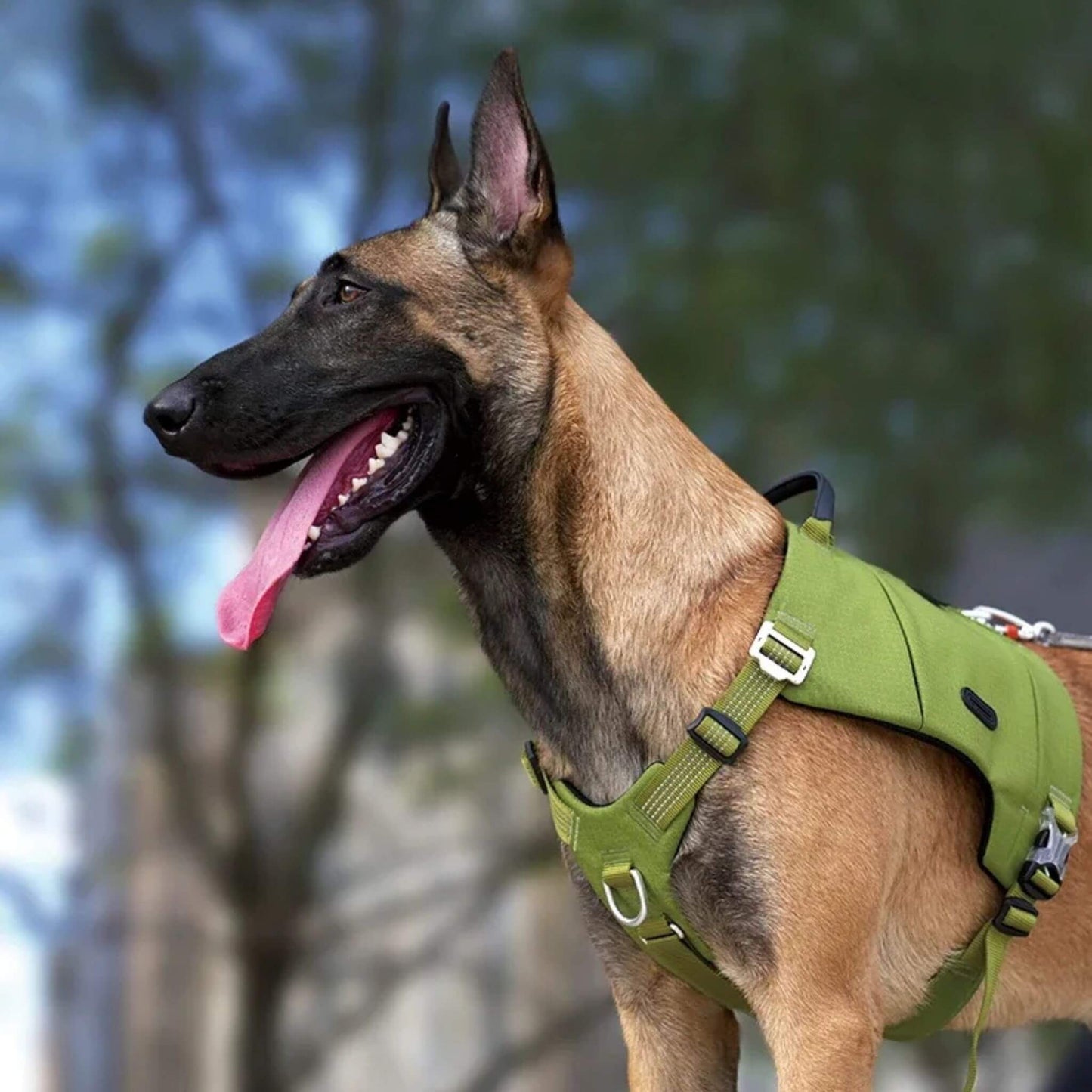 Un malinois avec la langue sortie porte son sac à dos avec un harnais intégré de couleur vert armé.