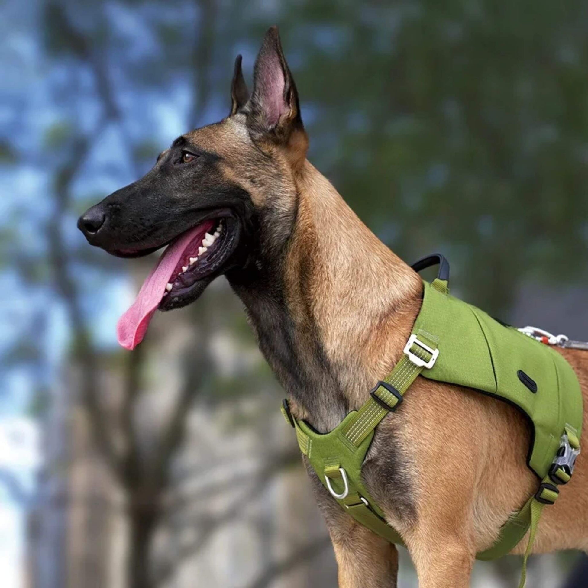 Un malinois avec la langue sortie porte son sac à dos avec un harnais intégré de couleur vert armé.