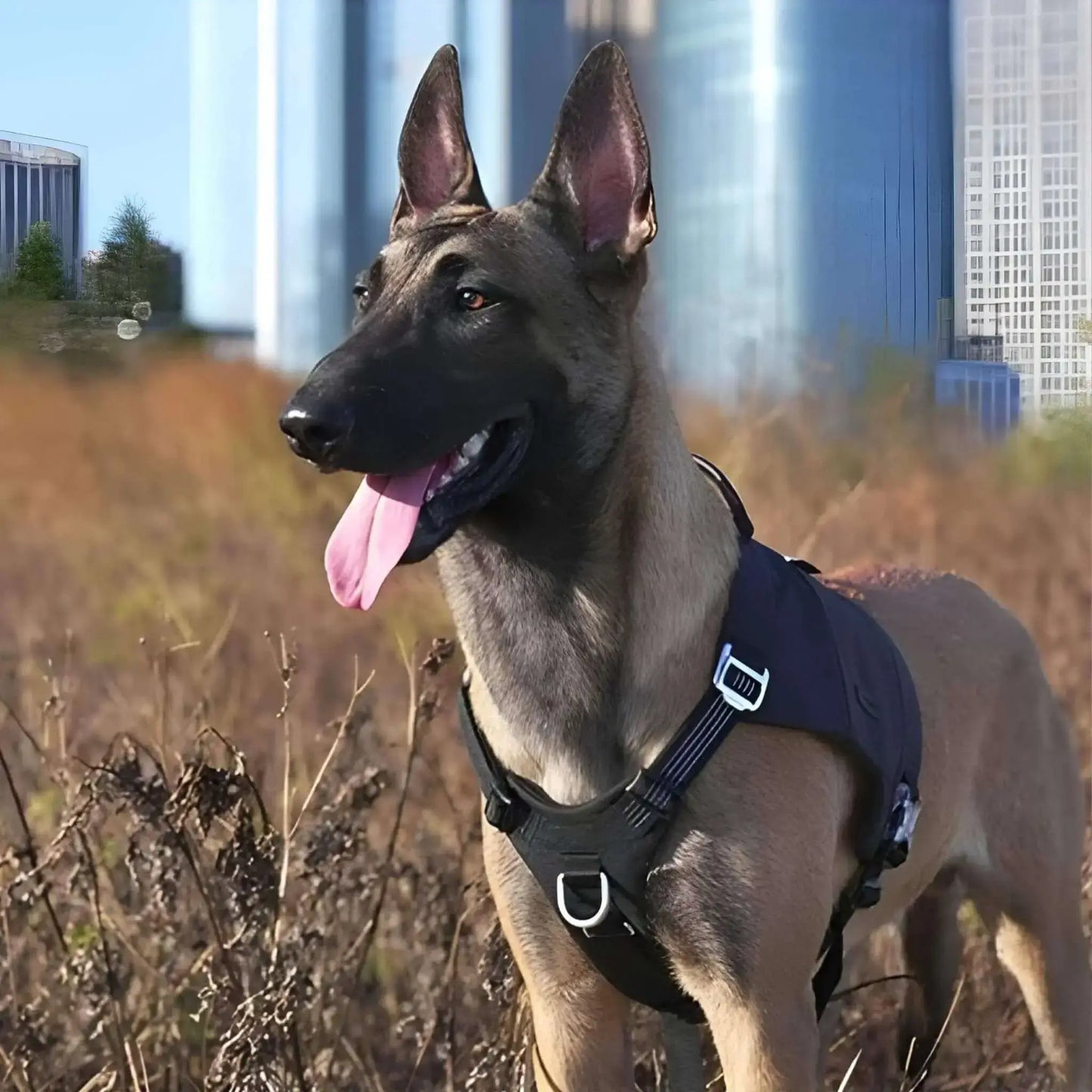 Un malinois dans un champ porte le sac à dos pour chien avec harnais intégré de couleur noir.