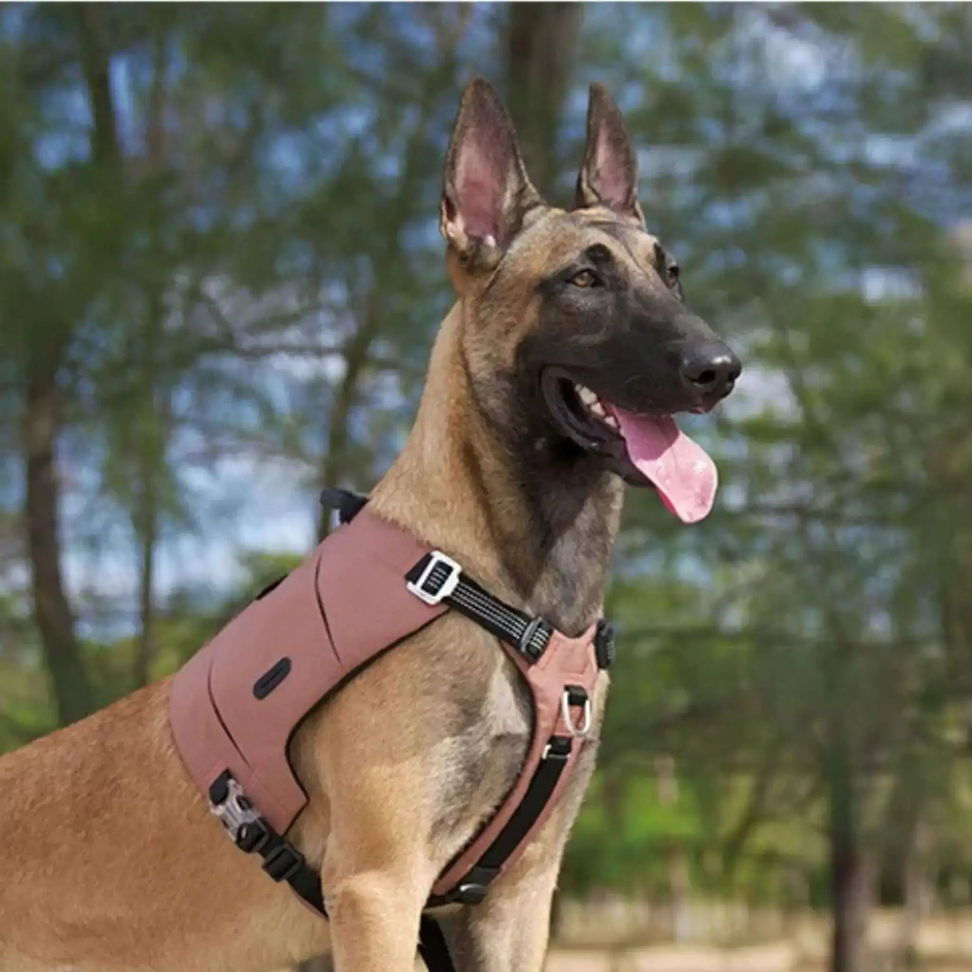 Vue latérale d'un malinois avec un sac à dos pour chien de couleur marron.