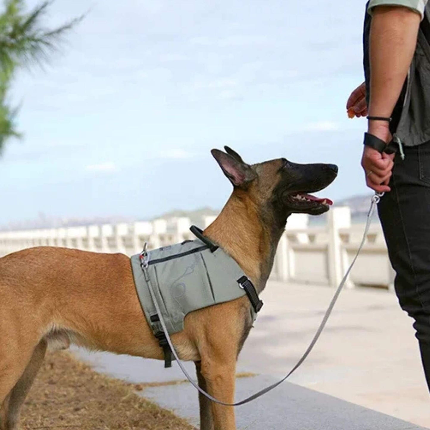 Un malinois portant son sac à dos de couleur grise attend sa gâterie de son maitre.