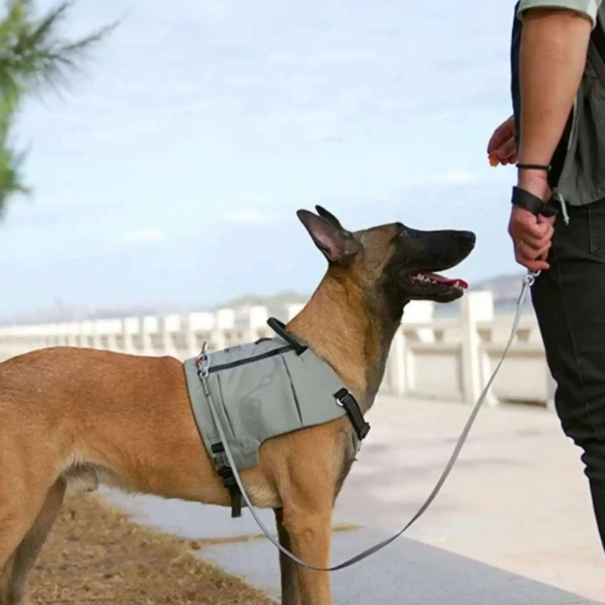 Un homme et son malinois qui porte un sac à dos pour chien gris.