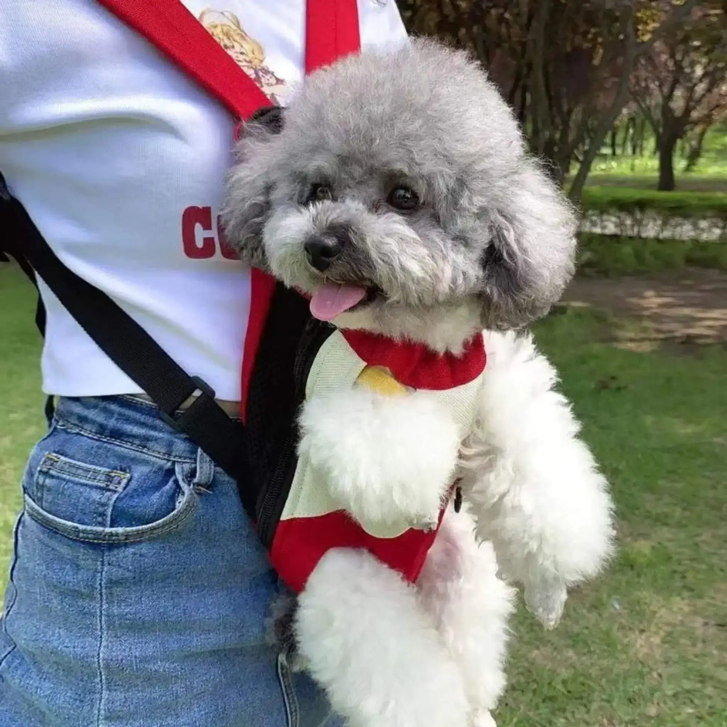 Le caniche se trouve dans un sac à dos à l'extérieur, sur une femme en face.