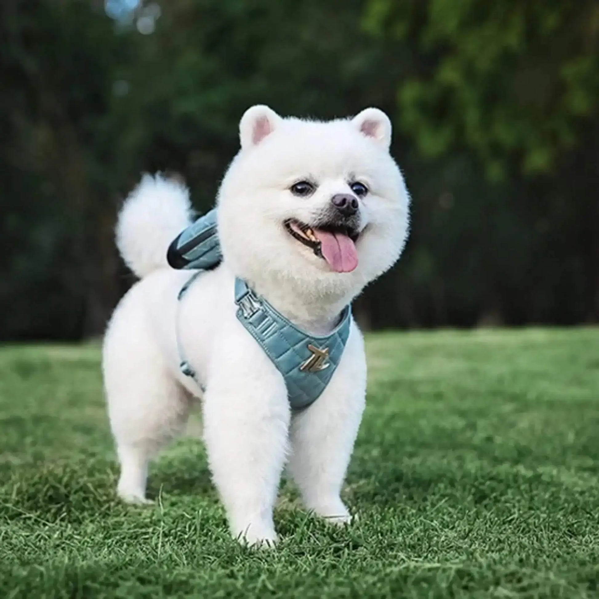 Un spitz japonais nain avec un sac à dos pour chien bleu sur une pelouse.