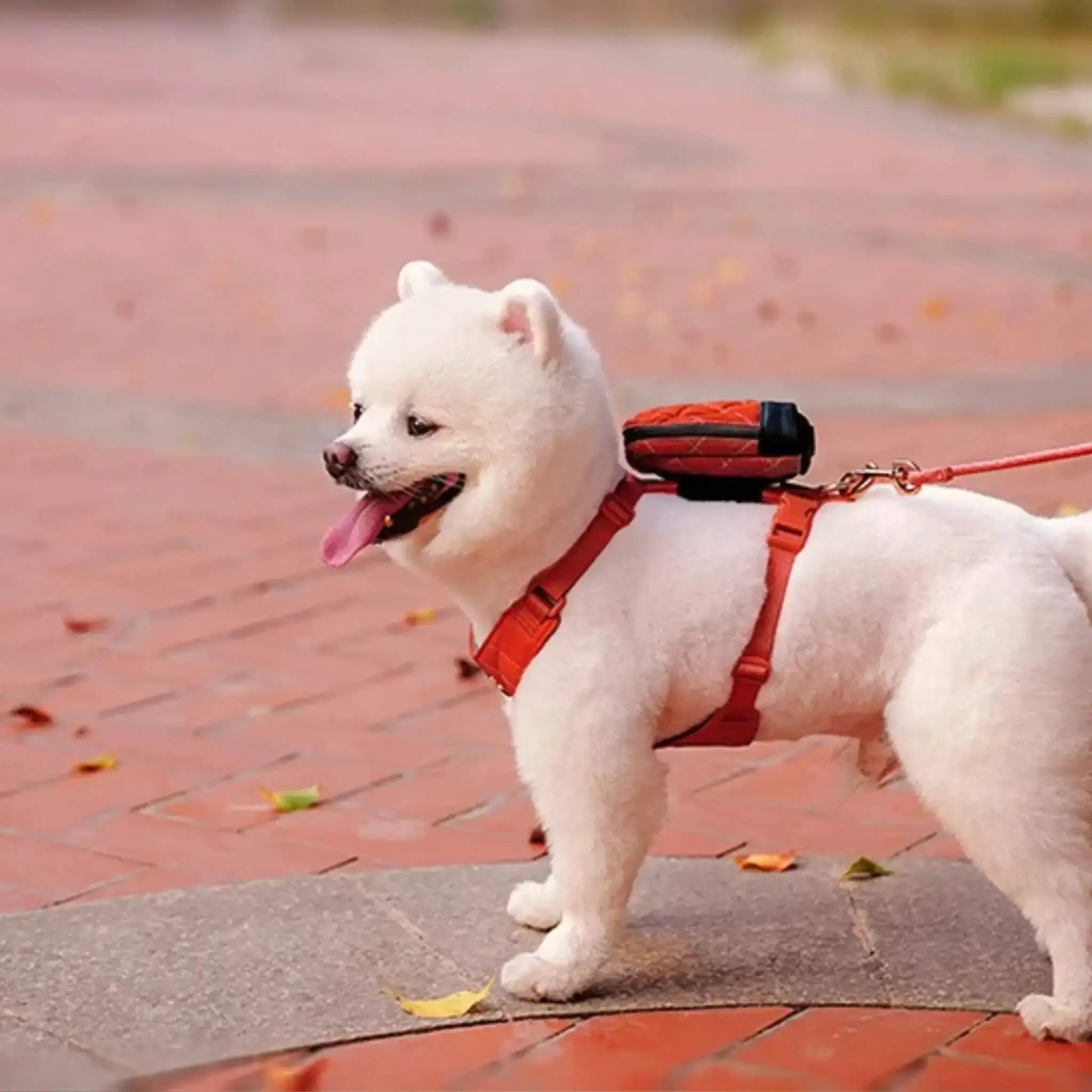 Sac à dos pour chien avec harnais intégré, et laisse agencée portée par le chien de couleur rouge.