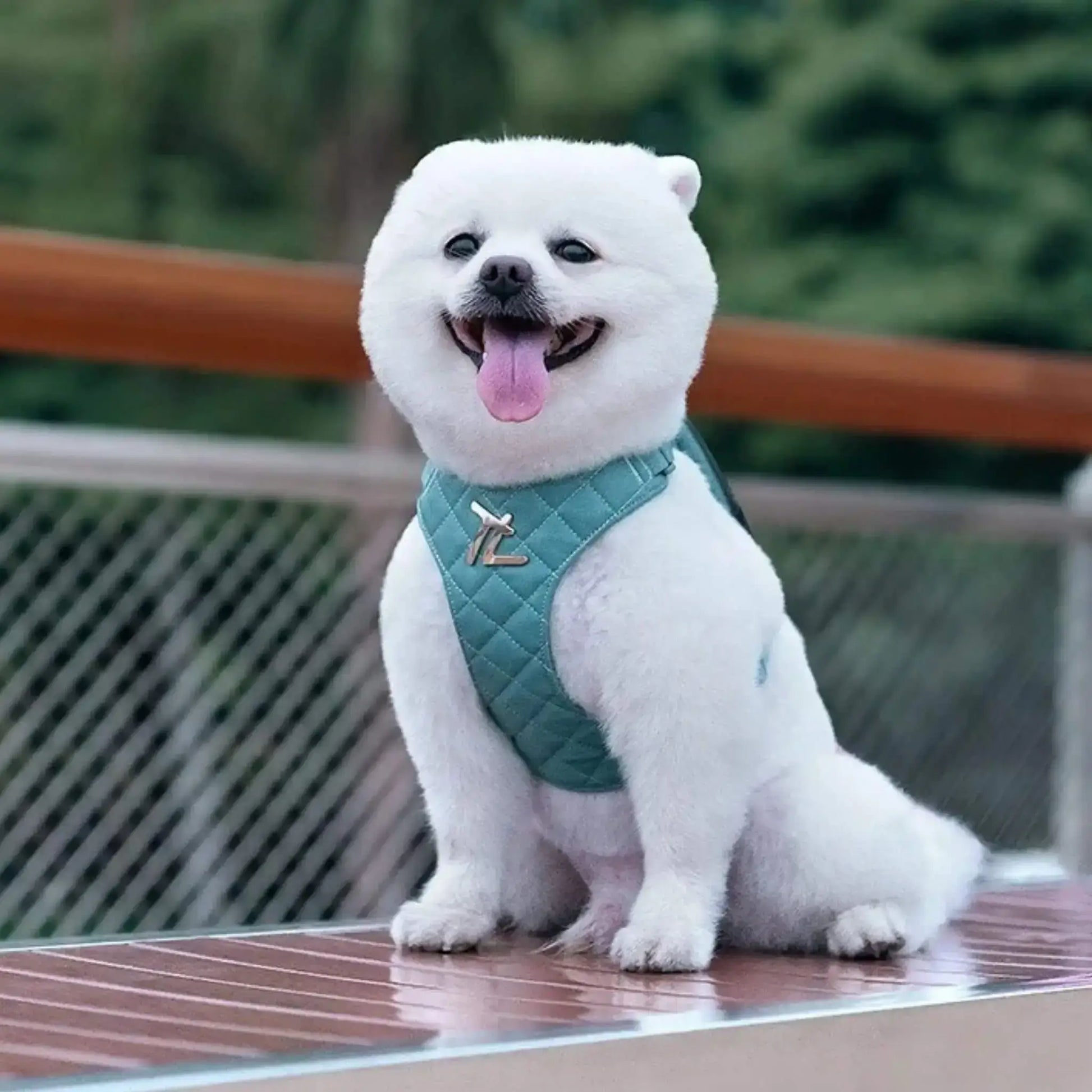 Spitz japonais blanc portant un sac à dos avec un harnais intégré, assis sur un banc de parc.