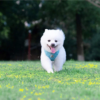 Spitz japonais blanc avec son sac à dos courant sur la pelouse 