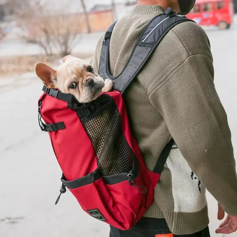 Un homme porte son bouledogue français dans son sac à dos.